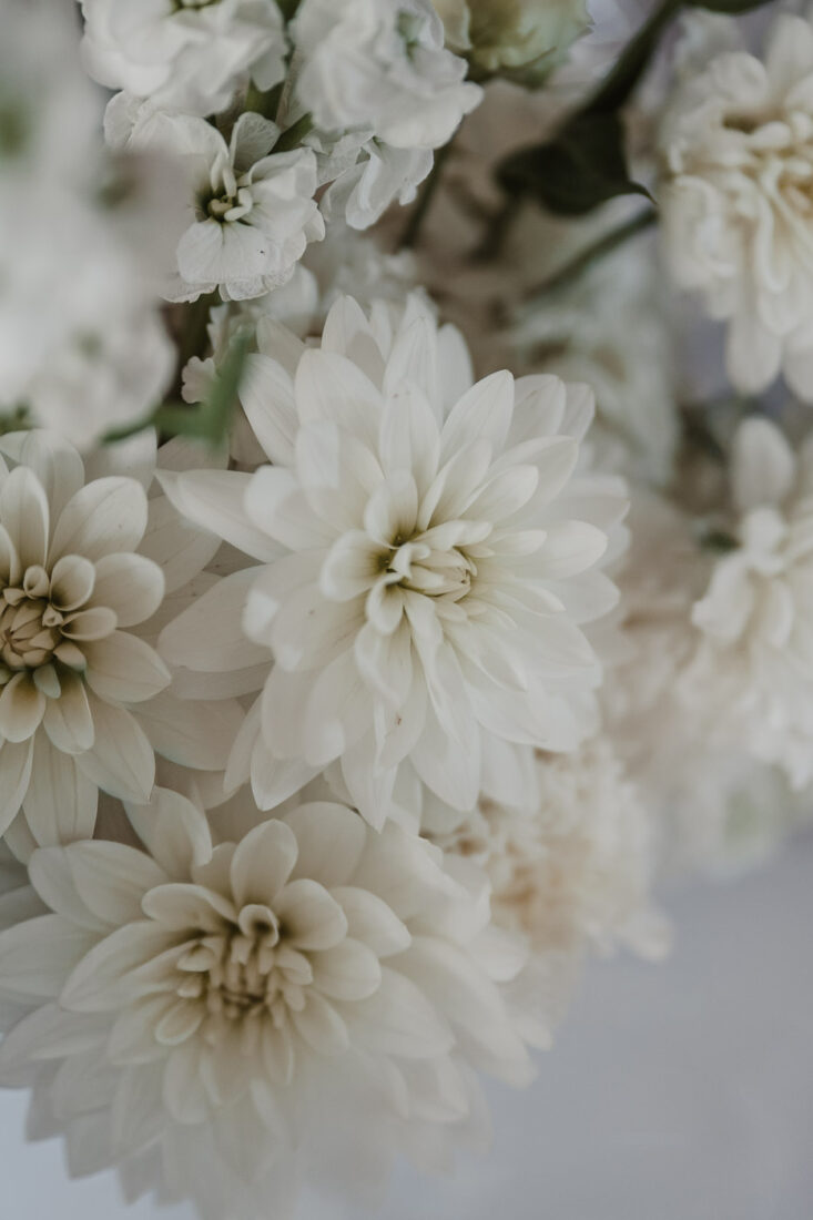 Makro-Aufnahme von strahlend weißen Hochzeitsblumen (Dahlien) für eine Feier am Steinbachhof.